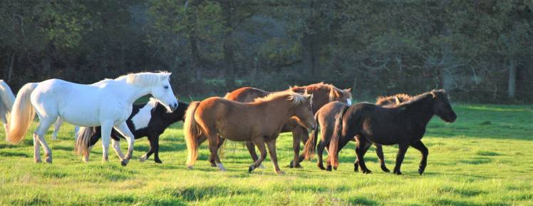 pensions chevaux et poneys au pré en normandie